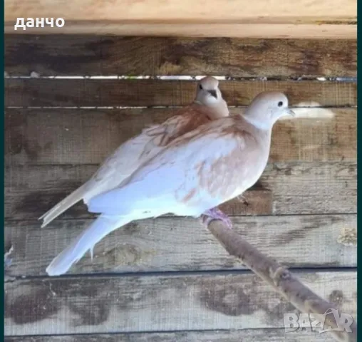 скумруци-гугутки