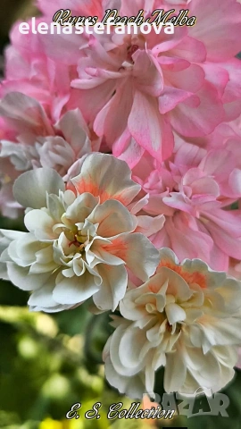 Комплект от сортови мушката / пеларгонии