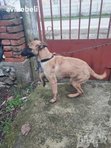 Белгийска овчарка - мъжко куче на 5м., снимка 3 - Белгийска овчарка - 53368238