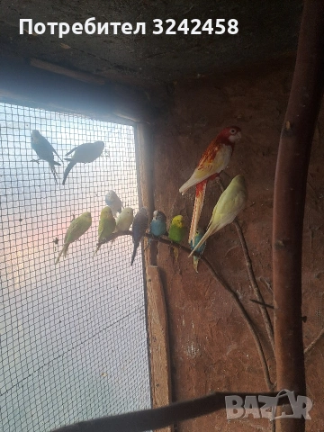Продавам папагали, снимка 8 - Папагали - 53056720