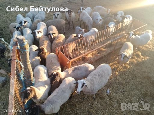 Продавам овце,агнета и кочове, снимка 4 - Овце - 52836919