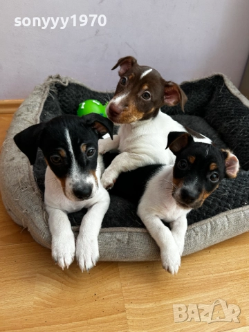 сладко пале-джак ръсел на 80 дена-женско 1011252203, снимка 7 - Джак ръсел териер - 52369394