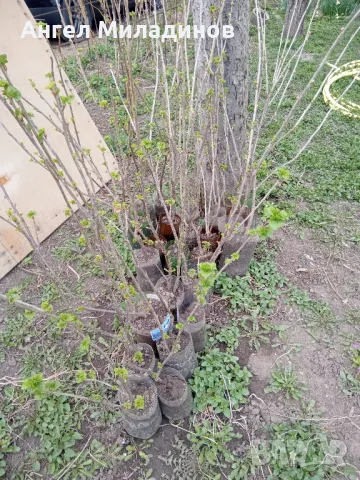 Черен касис, снимка 8 - Градински цветя и растения - 30777061