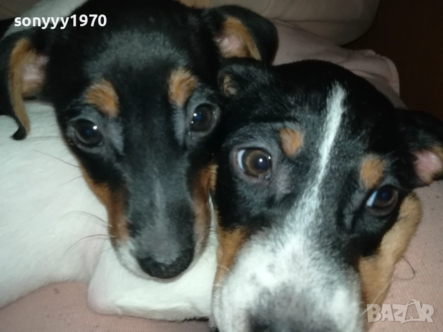 ФИНАЛНА ПРОДАЖБА-ПОСЛЕДЕН ДЖАК РЪСЕЛ-СЛАДКА ДАМА 3010251451