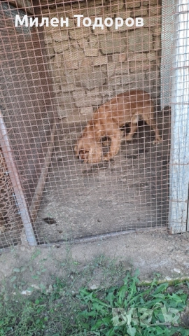 Куче търсач на трюфели , снимка 4 - Кокер шпаньол - 52158618