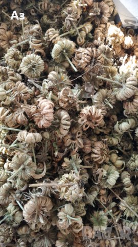продавам семена на цветя Невен, реколта 2023 г., снимка 11 - Стайни растения - 29477905