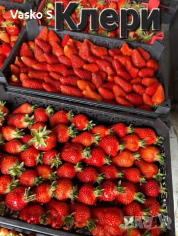 Разсад ягоди и малини цена 0.30€  Тел за поръчка 0887169442  „Алба е първият лъч на лятото – ягода с, снимка 6 - Градински цветя и растения - 53472386