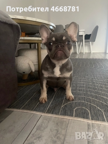 Френски булдог, снимка 4 - Френски булдог - 52787395