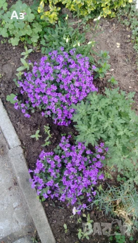 Продавам есенен разсад на Кампанула – синя и бяла, снимка 9 - Разсади - 50508983