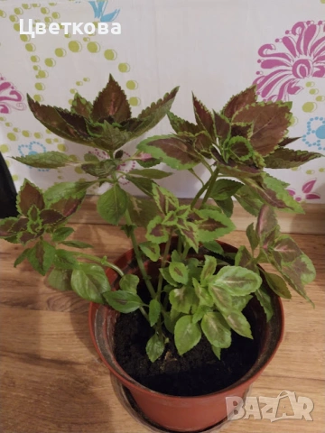 голяма копривка