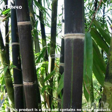100 бр бамбукови семена градински растения Черен цвят бамбук Moso-Bamboo за декорация на градината д, снимка 12 - Сортови семена и луковици - 28091326