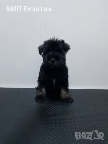 ПРОДАВА МИНИ ШНАУЦЕР