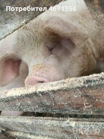 Продавам 3 мъжки скопени прасета 