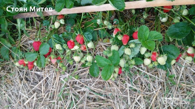 продавам разсад ягоди и малини , снимка 9 - Разсади - 44131432