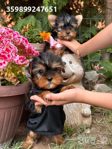 Мини йоркширски териери , снимка 1