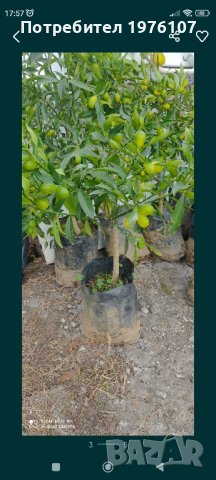 лимон,зелен лимон лайм,кумкуат, снимка 8 - Градински цветя и растения - 43271965