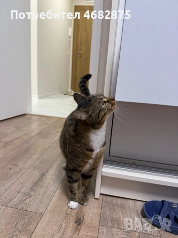 Спешно търси дом – ДОМАШЕН КОТАРАК, снимка 5 - Други - 52794447