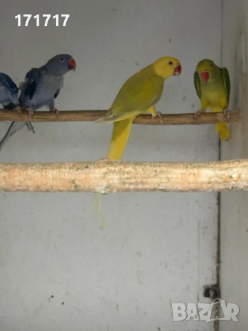 Малък Александър, снимка 4 - Папагали - 51129249