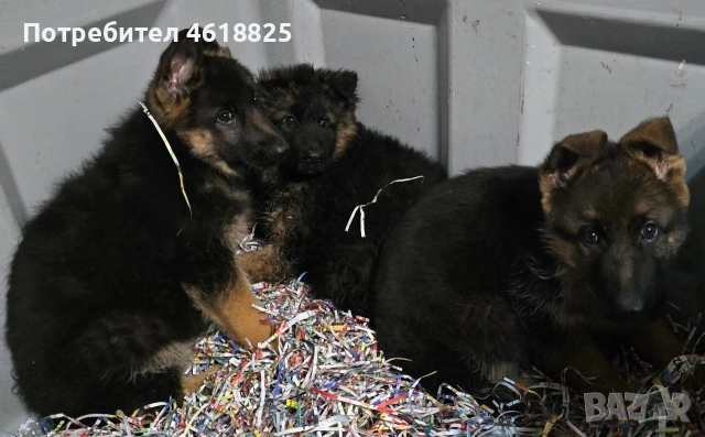 Немски овчарки Топ, снимка 11 - Немска овчарка - 53389024