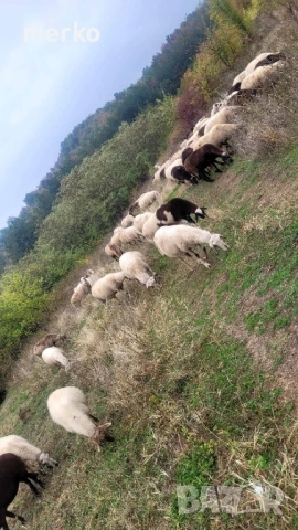 Продават се овце и шилета., снимка 5 - Овце - 52260562