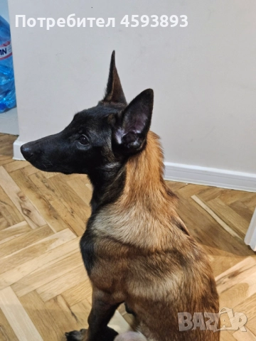 Белгийски овчарки Малиноа, снимка 3 - Белгийска овчарка - 52352260