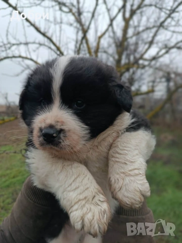 Мъжко каракачанско кученце, снимка 1