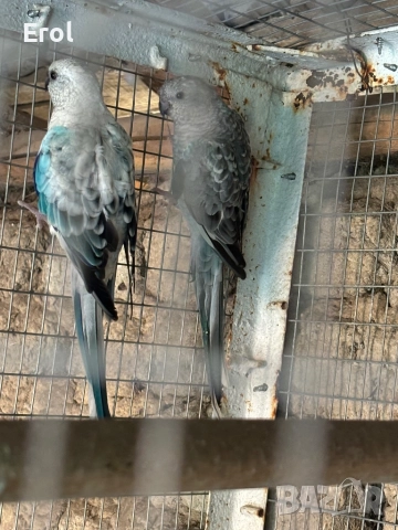 Разпродавам папагали, снимка 2 - Папагали - 52895158