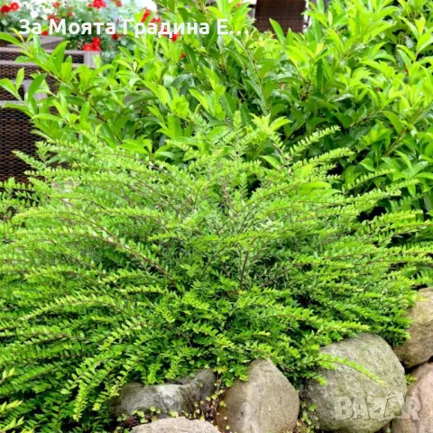 Лоницера "Нитида" , снимка 5 - Градински цветя и растения - 49766487