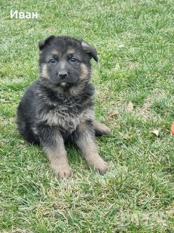 малки немски овчарки, снимка 13 - Немска овчарка - 52921710