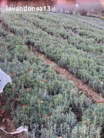 🪻 Разсад Лавандула Севтополис и Лавандин | Туфички и Оформени храсти, снимка 5 - Други - 35959231