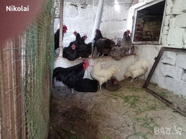 Разплодни яйца и пиленца от Легхорн, Легбар, Австралорп черен, син, Бял , снимка 9 - Кокошки и пуйки - 43887227