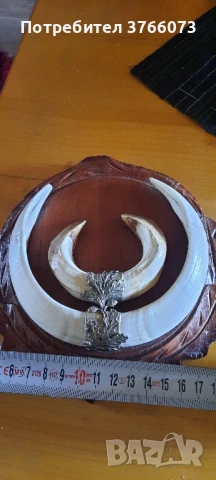 Трофейни глиги, снимка 4 - Други ценни предмети - 50465952