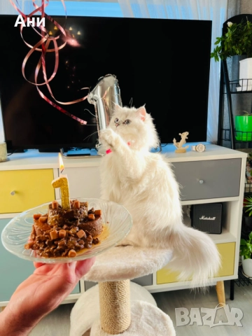 Котенца Гледани със Истинска Обич, снимка 9 - Други - 52655414