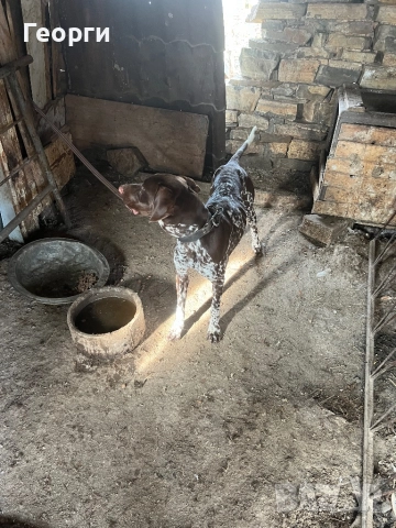 Продавам курцхаар, снимка 2 - Курцхаар - 52891501