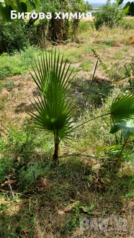 Палми Вашингтон 2 броя