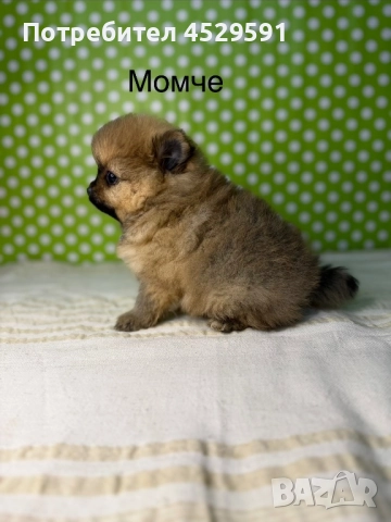 Померан померанче померанчета померани, снимка 6 - Померан - 52952674