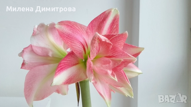 Амарилиси различни цветове , снимка 5 - Стайни растения - 52243503