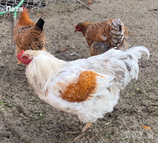 Петлета на 6 месеца, снимка 2 - Кокошки и пуйки - 53156755