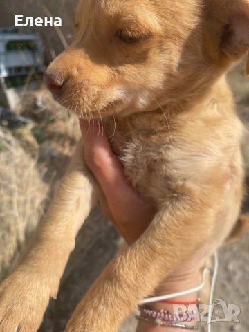 Подаряват се кученца , снимка 1