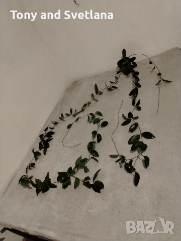 Восъчно цвете/ Хоя (Hoya Carnosa) огромно растение на 10 години , снимка 2 - Стайни растения - 53602395