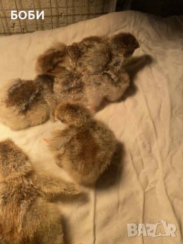 пилета катунски