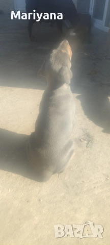 Продавам родословни добермани 