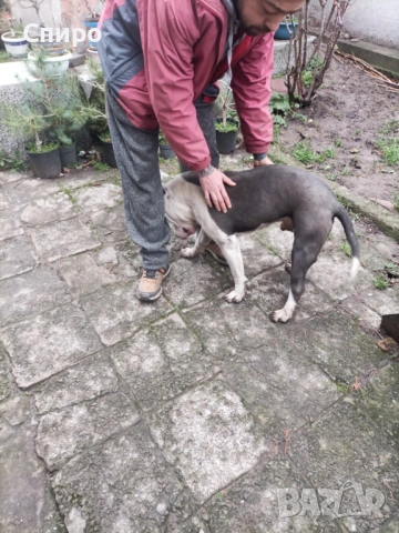 Питбул син нос , снимка 5 - Питбул - 53295871