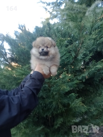 Померан. Мъжки оранжев., снимка 4 - Померан - 52932904