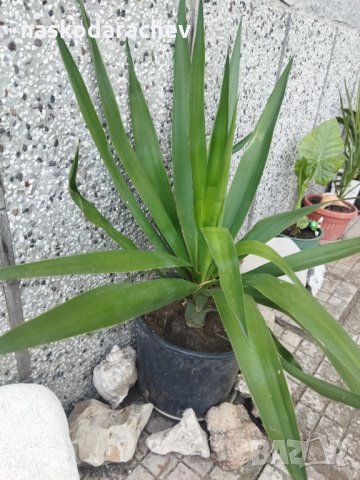 Палма Юка агаве стайна, снимка 12 - Стайни растения - 32852031