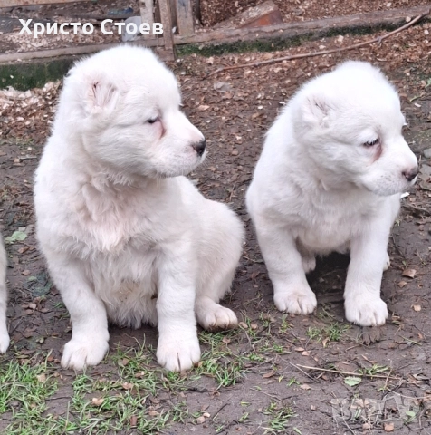 Три женски, снимка 2 - Алабай - 52890166