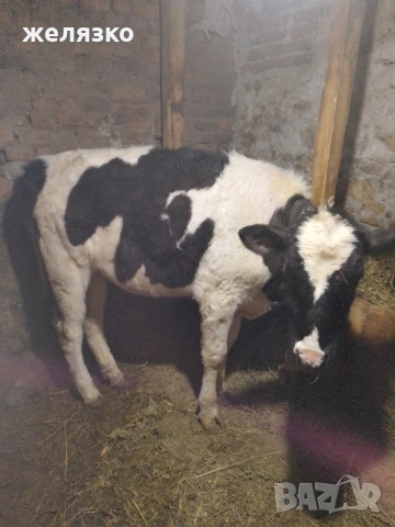 женско теле на 11 месеца , снимка 2 - Крави - 53399897