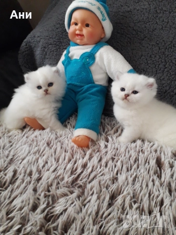 МНОГО, МНОГО КРАСИВИ КОТЕНЦА МЕЧТА , снимка 4 - Персийска - 52584785