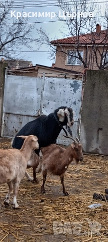 свободен младеж , снимка 3 - Кози - 52905883