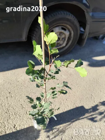 Рожков - Ceratonia siliqua L. - Фиданки, снимка 5 - Разсади - 48395360